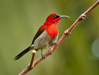 Red Bird, beautiful, bird, , red HD wallpaper