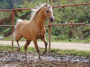Elegant horse, animal, horse, fence, run, nature HD wallpaper