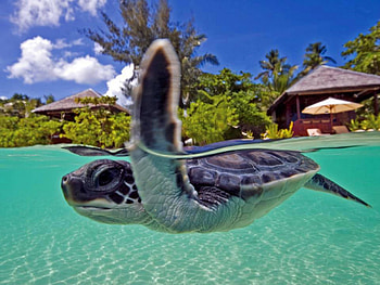 Baby Turtle Bora Bora, island, blue, tropical, baby, tahiti, beach, juvenile, turtle, young, underwater, water, islands, ocean, swimming, sea, exotic, paradise, lagoon, swim, marine, bora bora, polynesia HD wallpaper