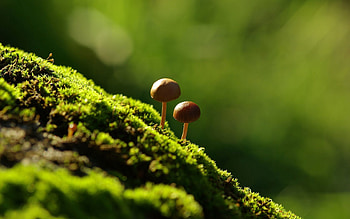 Grass, Mashrooms, Macro, Shine, Light, Moss HD wallpaper