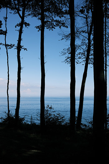 Nature, Trees, Sea, Shore, Bank, Dark HD phone wallpaper