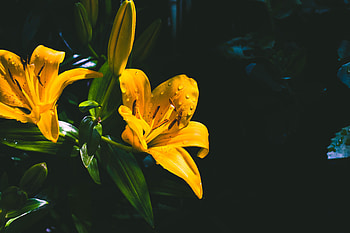 Flowers, Drops, Flower, Wet, Lily HD wallpaper
