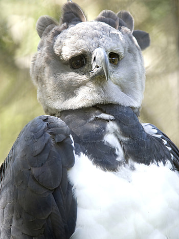 Harpy eagle in detail, Wildlife videography, Small but mighty, Aerial marvel HD phone wallpaper