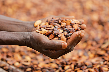 Africa cocoa fund, Call for applications, Rainforest Alliance, Q&A HD wallpaper