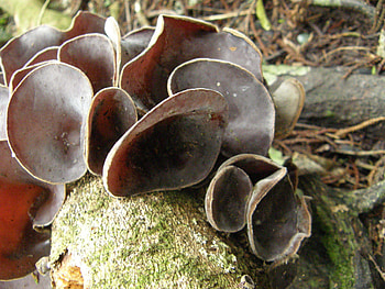 Ear fungus, Auricularia cornea, Inaturalist NZ, Food HD wallpaper