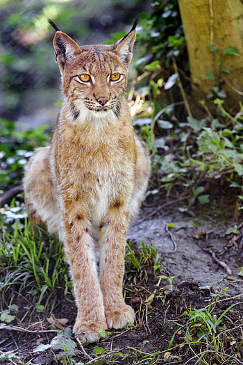 Animals, Grass, Iris, Big Cat, Sight, Opinion, Animal HD phone wallpaper