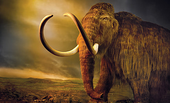 The mammoth cometh, New York Times, Ancient creature, Fascinating discovery HD wallpaper