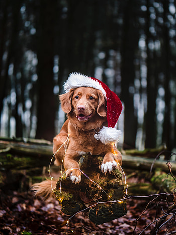 Animals, Dog, Pet, Cap, Garland, Golden Retriever HD phone wallpaper