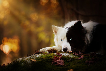 Waiting, dog, black, caine, white HD wallpaper