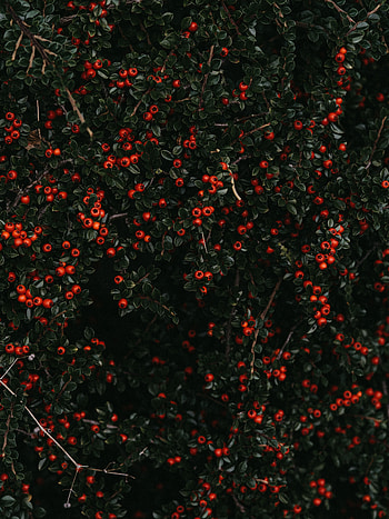 Nature, Berries, Bush, Plant HD phone wallpaper