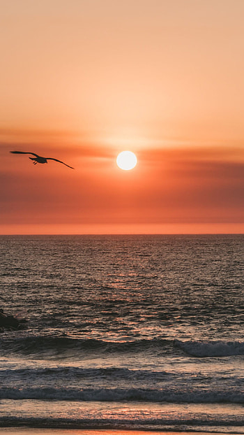 Eagle during the sunset on the Beach, beach, sunset, eagle, sea, nature HD phone wallpaper
