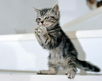 Kitten, cats, kitties HD wallpaper