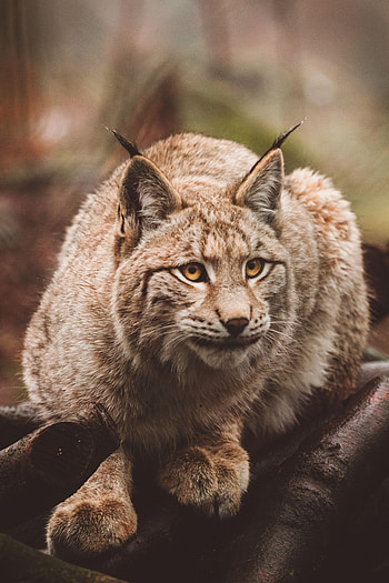 Animals, Iris, Predator, Is Sitting, Sits HD phone wallpaper