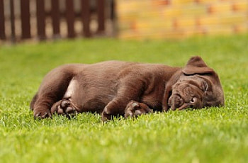 Dog, sweet, animal, dogs, cute, beautiful, puppys, puppy, pretty, animals, lovely HD wallpaper