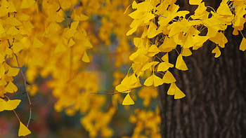 Ginkgo Biloba, Plant close-up, XFCE , delight HD wallpaper