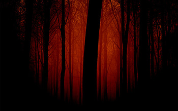 Red Forest HD wallpaper