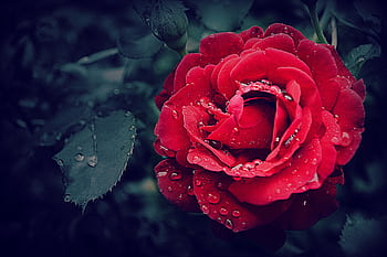 Close-up of a vibrant red rose adorned with fresh dewdrops, capturing natural beauty. HD wallpaper