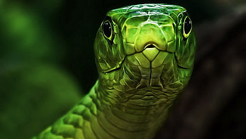 Green And Gray Snake Animals HD wallpaper