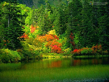 Green, fall, landscape, 3d, fantasy, abstract, trees, nature, rivers HD wallpaper