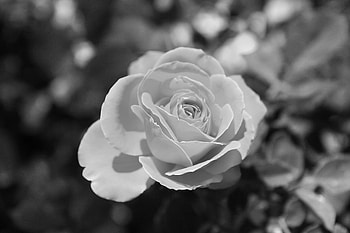 Black And White Rose 2 HD wallpaper