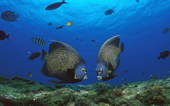 Angelfish, , Ethan Johnson, Underwater HD wallpaper