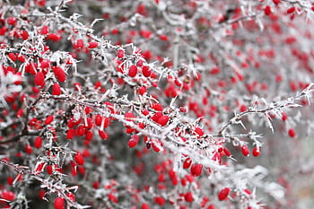 Close-up of frosted red berries on thorny branches, capturing winter's beauty. HD wallpaper