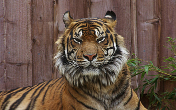 Animals, Muzzle, Big Cat, Tiger, Dissatisfied, Discontented HD wallpaper