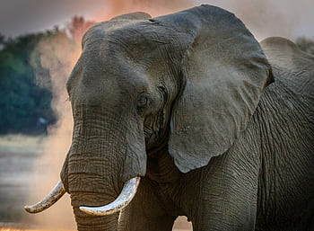 Close-up of a magnificent African elephant displaying its tusks in the wild of Zambia. HD wallpaper