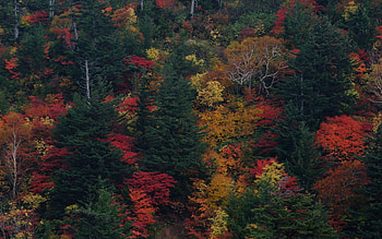 colorful forest, colorful, fun, trees, cool, nature, forest HD wallpaper