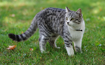 Animals, Grass, Cat, Spotted, Spotty, Stroll HD wallpaper