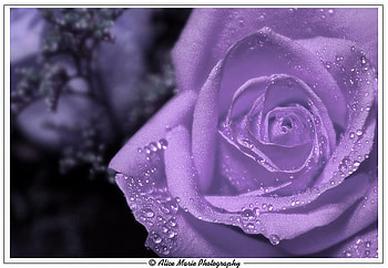 Purple rained Rose., gorgeous, beautiful, glory and majesty, opulence HD wallpaper