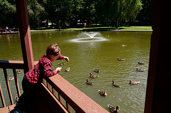 Feeding The Ducks, ducks, summer day, fun park, summertime, gazebo, little boy HD wallpaper
