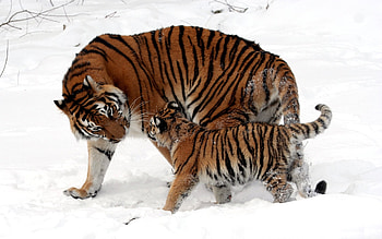 Animals, Tigers HD wallpaper