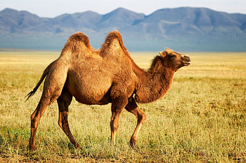 Bactrain Camel, humps, animal, camel, bactrain HD wallpaper