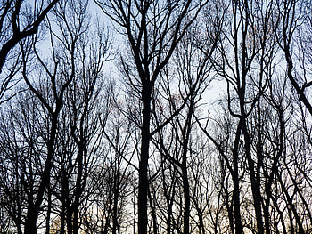 Nature, Trees, Sky, Twilight, Branches, Dusk HD wallpaper