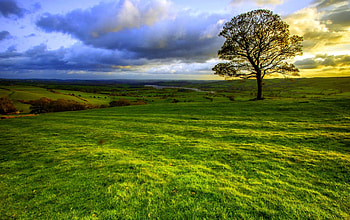 A BRIGHT DAY, day, field, bright, nature, tree HD wallpaper