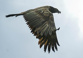 Bearded Vulture, Huge vulture, Peterborough traced, Feathers HD wallpaper