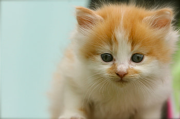 Animals, Kitty, Kitten, Spotted, Spotty, Sight, Opinion HD wallpaper