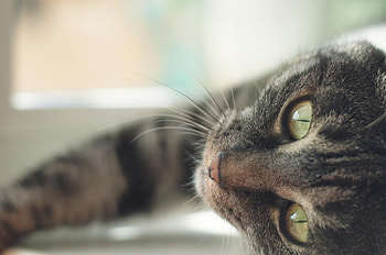 Cat, kitten, kitty, cats, cute, beautiful, paws, sleeping, cat face, pretty, animals, face, lovely, hat HD wallpaper