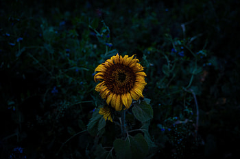 Flowers, Dark, Field, Sunflower, Blooms HD wallpaper