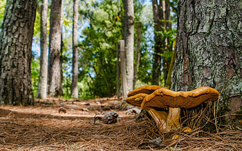 Mushrooms in Forest, nature, forest, mushrooms, macro HD wallpaper
