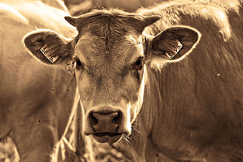 Climate impact of factory farms, Consequences of cow farming, Environmental concerns, Hidden facts about factory farms HD wallpaper