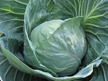 Plants, Food, Cabbage HD wallpaper