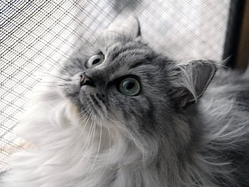 What's Up There, fur, looking, cat, up HD wallpaper