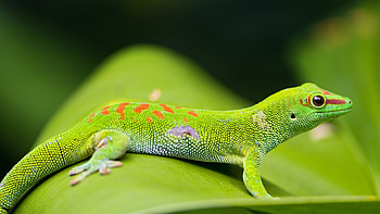 ... Background Ultra . lizard, gecko, leaf, macro HD wallpaper