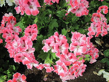 Colorful Flowers a garden makeup 69, graphy, green, Flowers, garden, Pink HD wallpaper