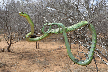 Boomslang, Afrika 4x4 hobbies, African snake, Adventure activities HD wallpaper