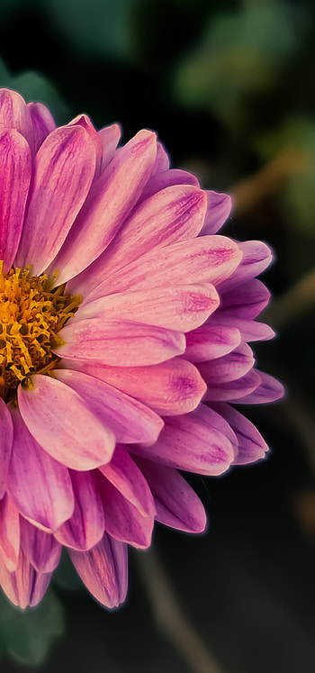 Flower, daisy_family, magenta HD phone wallpaper
