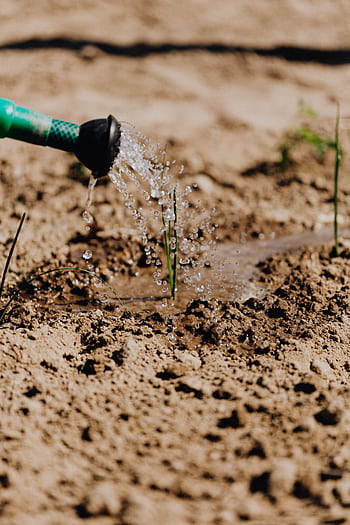 Watering a young plant in a sunlit garden, showcasing growth and care. HD phone wallpaper