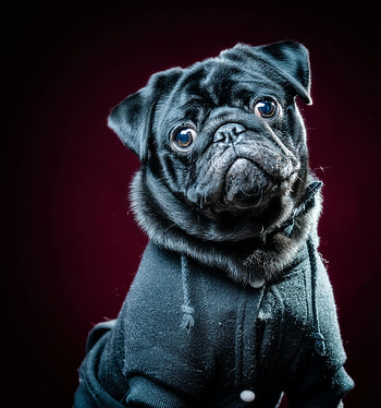 Animals, Dog, Pet, Sight, Opinion, Pug HD phone wallpaper
